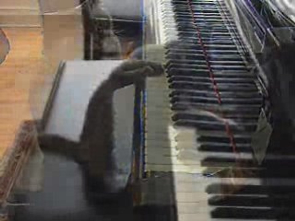Chat qui joue du piano