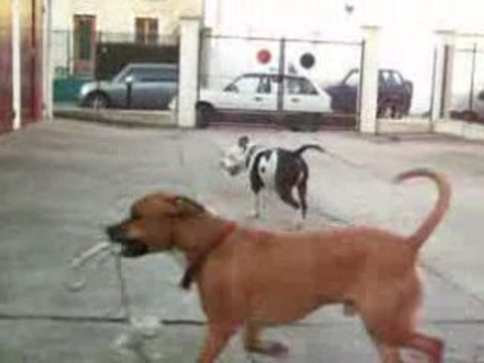 Tite video de phelie et onyx avec ludwig88 ^^