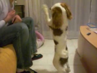 séance de dressage