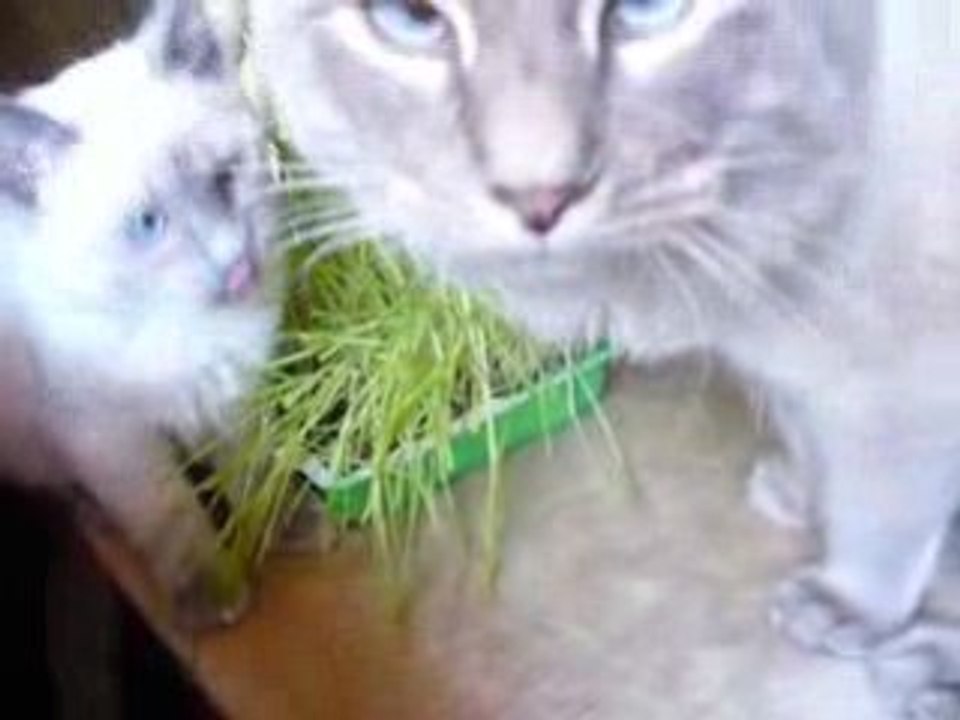 Daïa mange son herbe Dizzy lèche Daïa