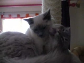 Tendre léchouille 2