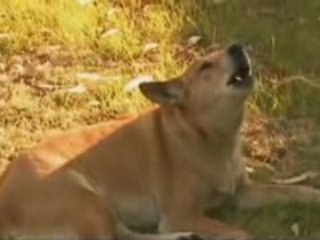 HELP AUSTRALIAN ANIMAL FIRE VICTIMS