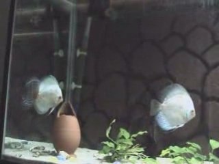 discus ana tank-2