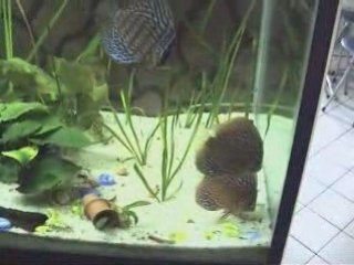 discus ana tank-1