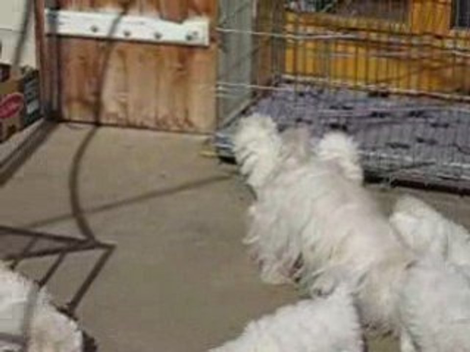 Les cinq petits cotons à 9 semaines 013