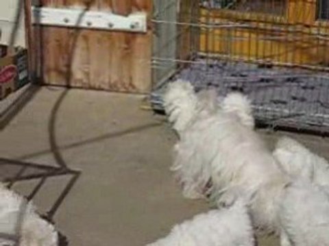 Les cinq petits cotons à 9 semaines 013