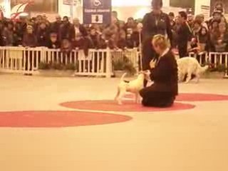 Fox Terrier Salon de l'Agriculture 220209