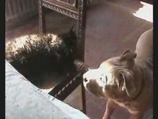 Dakar de l'Exil des Titans - 6 Mois - Fils d'Al' Capone -