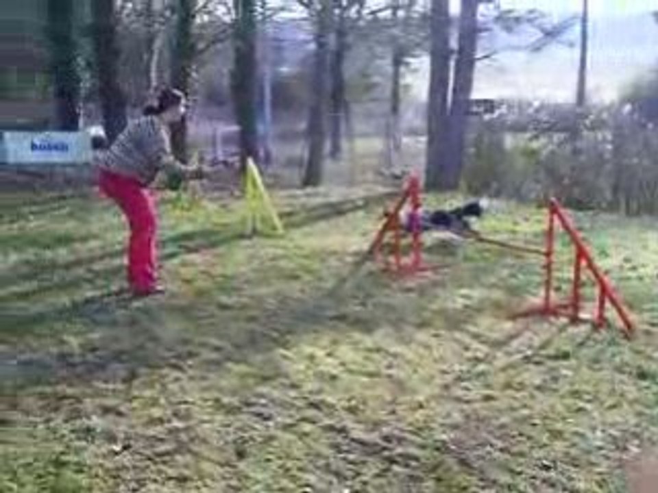 Entrainement agility 01-03/2009 Dixie 2ème parcours