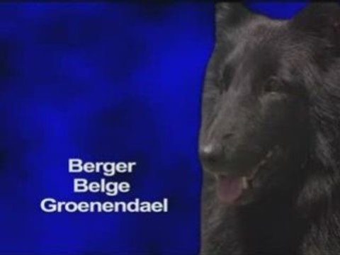 Le Berger Belge Groenendael