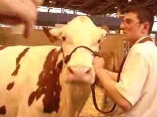 Vache 6 Salon de l'Agriculture 220209