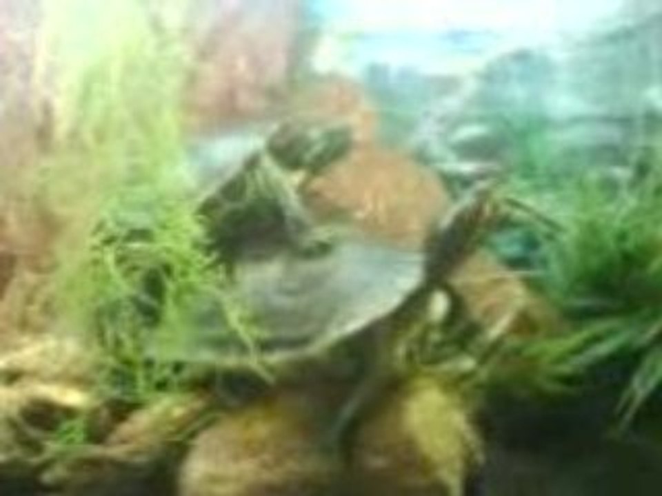 TORTUE indoor