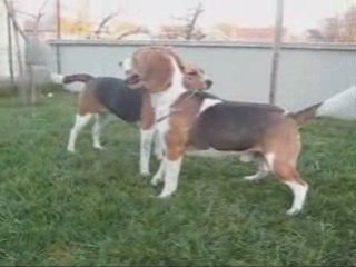 Rencontre entre Cally et Bretzel