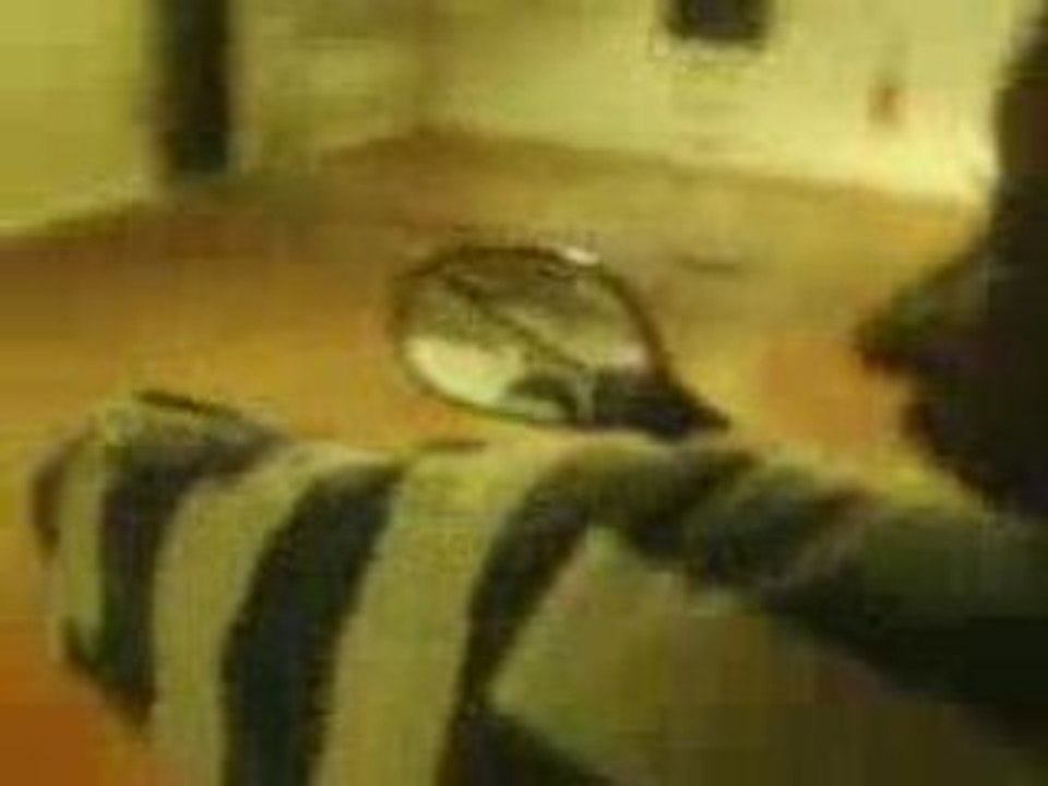 $TOMMY QUAD