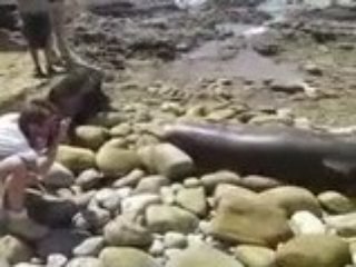 Meet the Great White Shark, Day 2-2