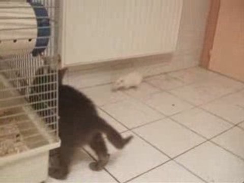 cohabitation chat rat