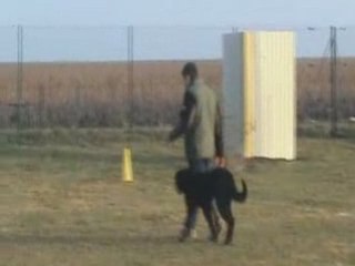 Brevet ring de Cyno du Gex d Emplume