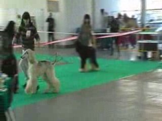 Międzynarodowa Wystawa Psów Rasowych Poznań 2008