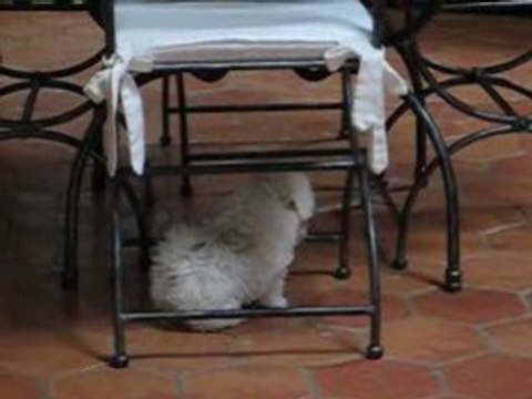 Les cinq petits cotons à 9 semaines