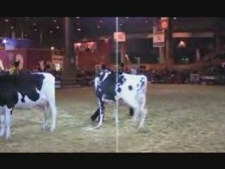 Meilleure Mamelle Jeune CGA 2009