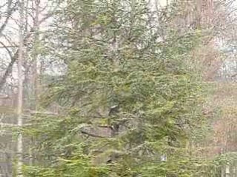 PARC DE LA COLOMBIERE DIJON 26/02/2009