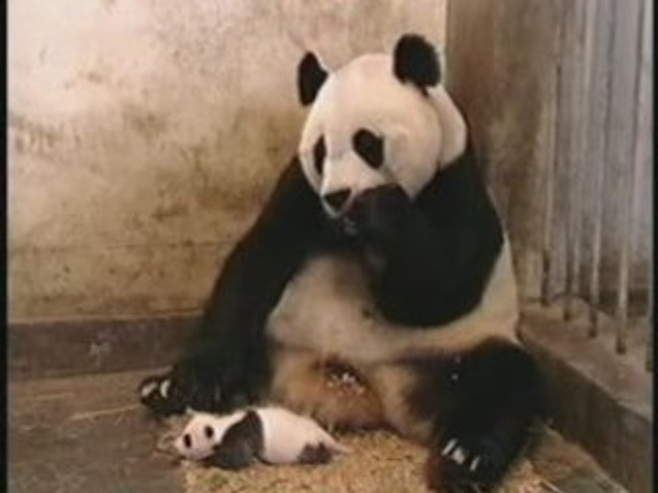 Panda peur bleu