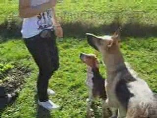 Rencontre de Beagles A Gildwiller