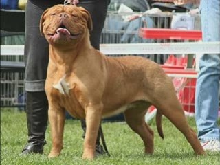 Elevage de La Tour Gelee