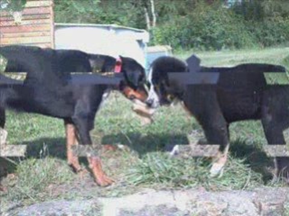 Mes chiens