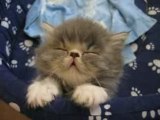 Chaton qui s'endort