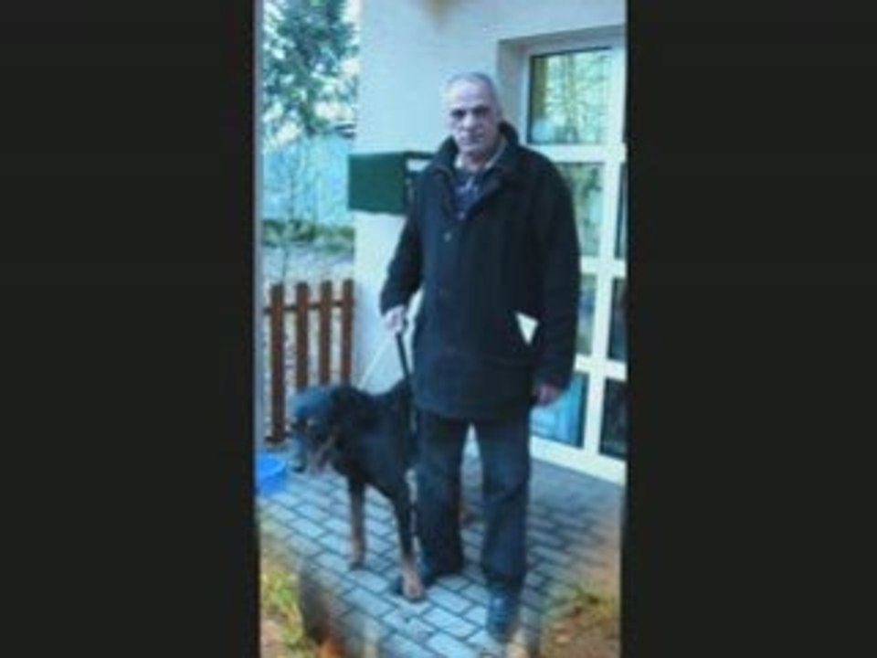 Chiens adoptés