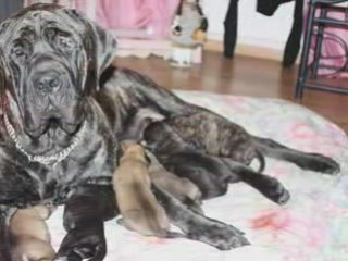 L'elevage du domaine de bounty mastiff
