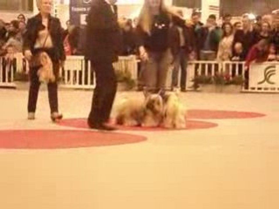 Lhassa Apso Salon de l'Agriculture 220209