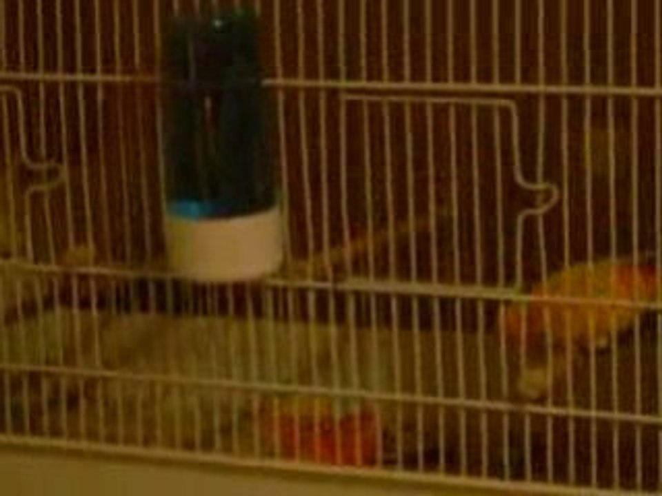 parade du canari male