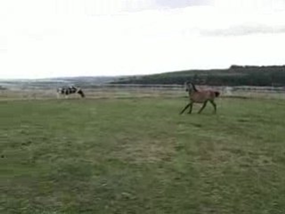Galop