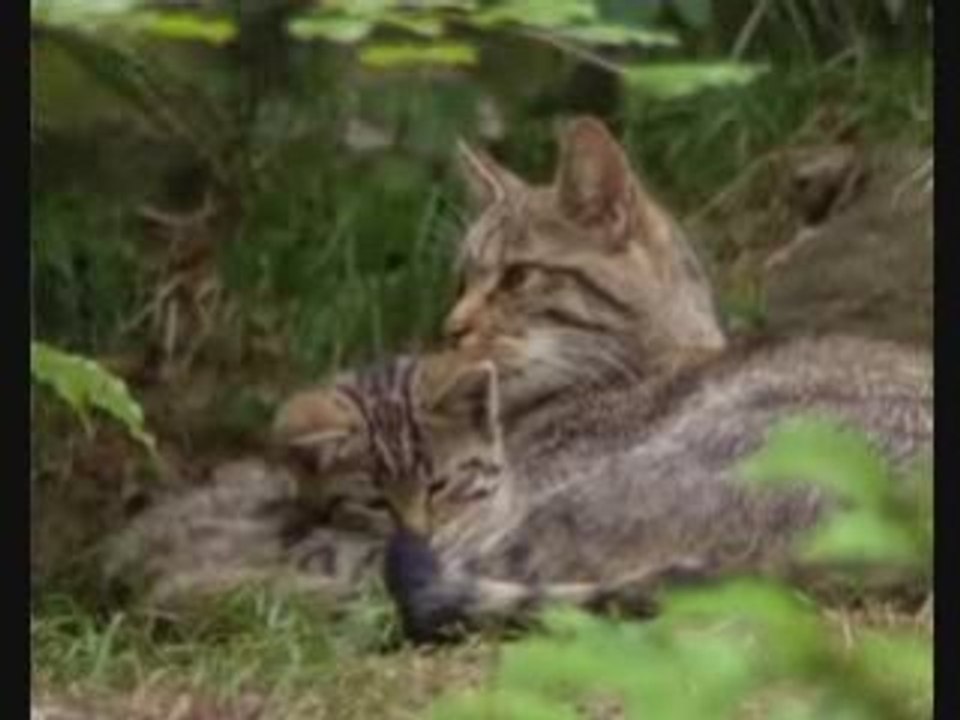 Le Chat Forestier ou Chat Sauvage