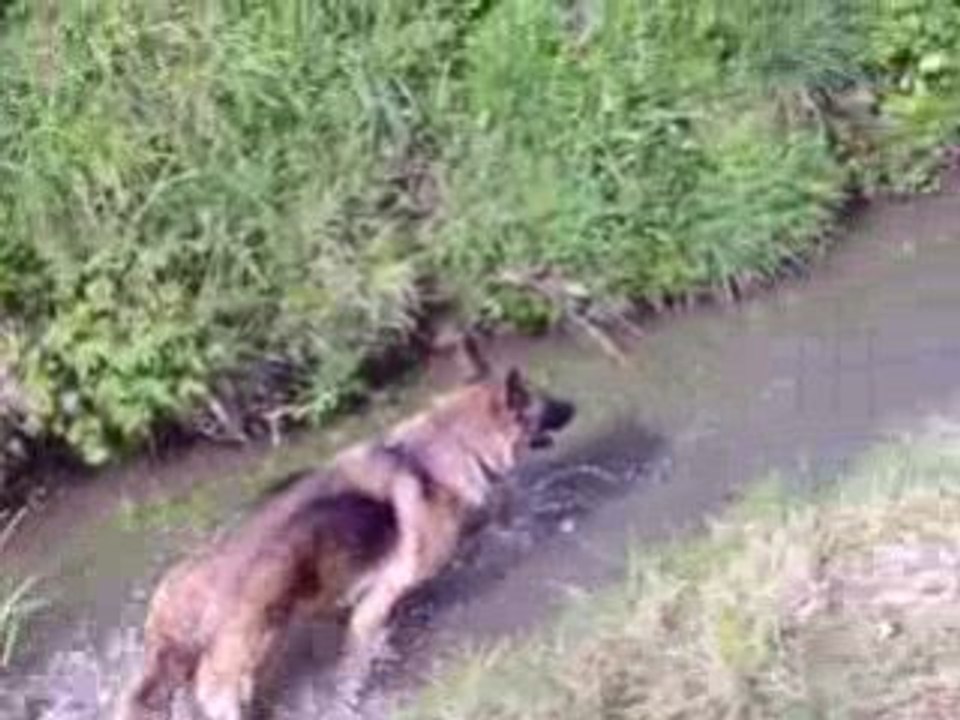 Orya dans le ruisseau