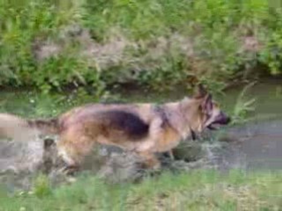 Orya dans le ruisseau 2