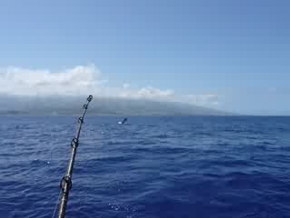 marlin noir