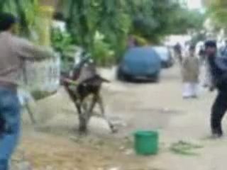 ınekten super ucan tekme