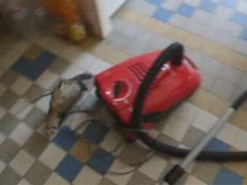 Fevrier10 2009 mes 3 poilus qui jouent