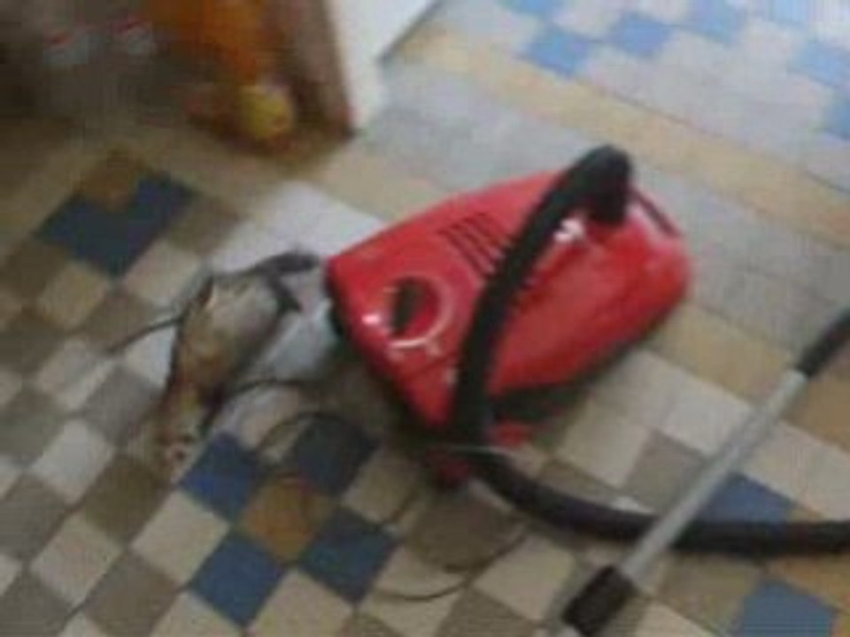 Fevrier10 2009 mes 3 poilus qui jouent