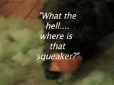 Where is that Squeaker? A video with Miles the Dog