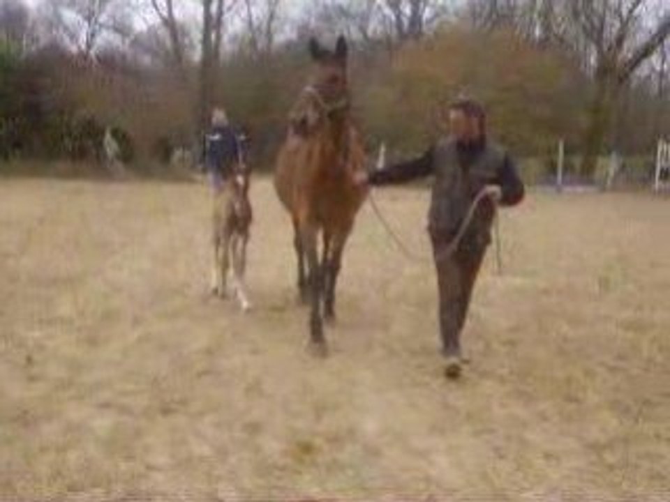 Douce Et son poulain de 1 jours Vagabon du Castel