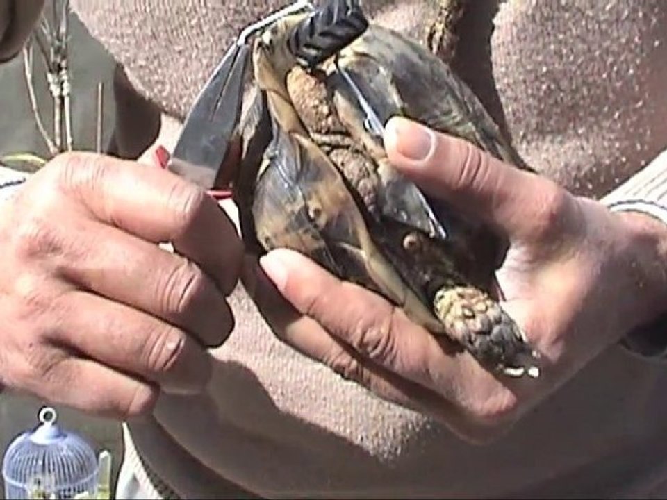 La tortue à 3 pattes
