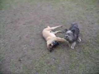 fidji terrassant un malinois