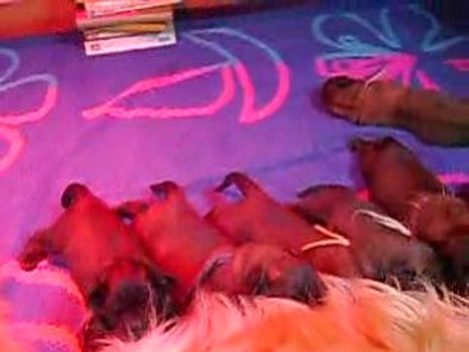 24.02. 2009 NAISSANCE CHIOTS BALINKA  SUITE 009