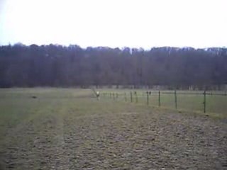 Caf au petit trot