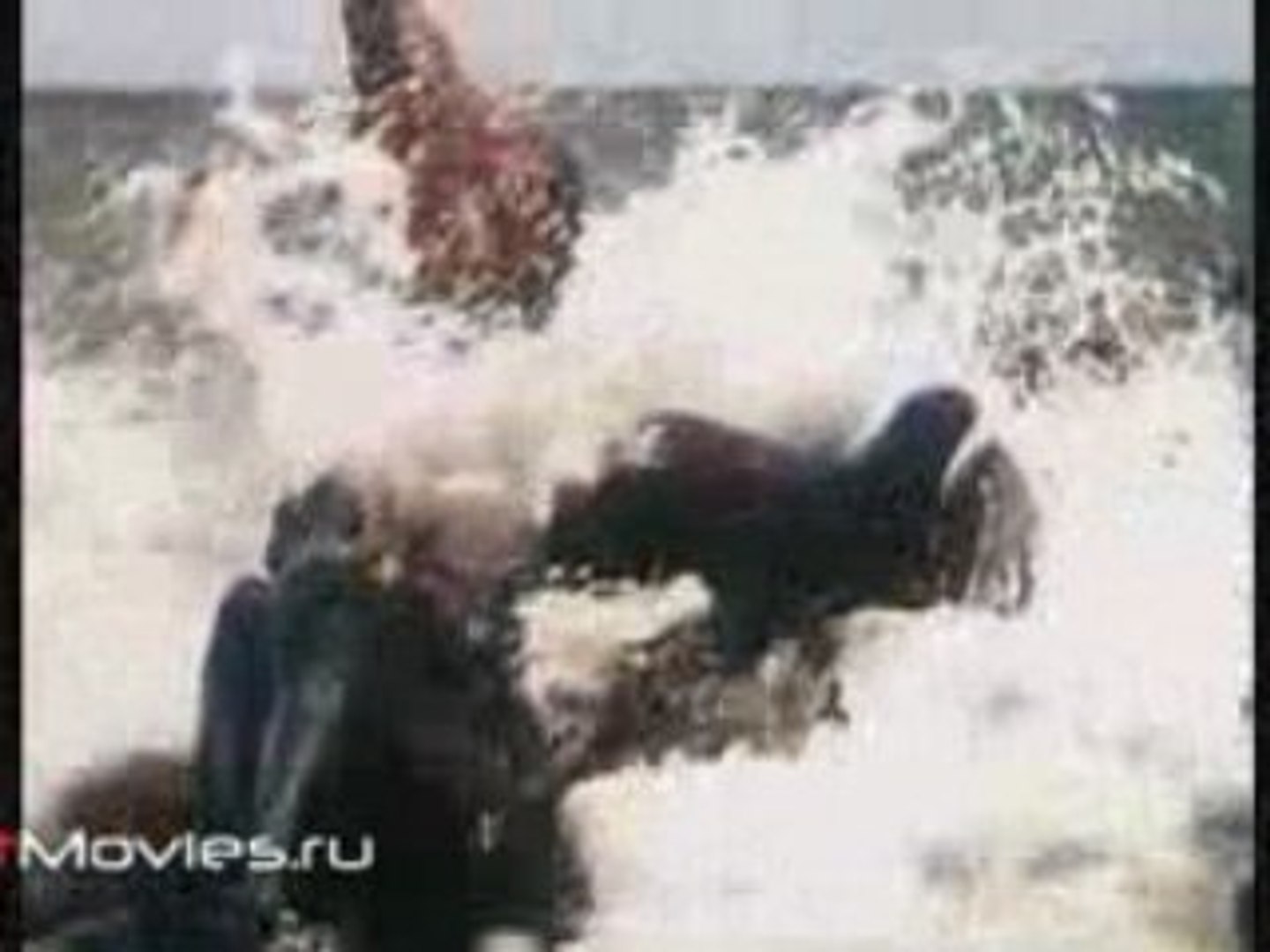 В объективе животные. Сивуч