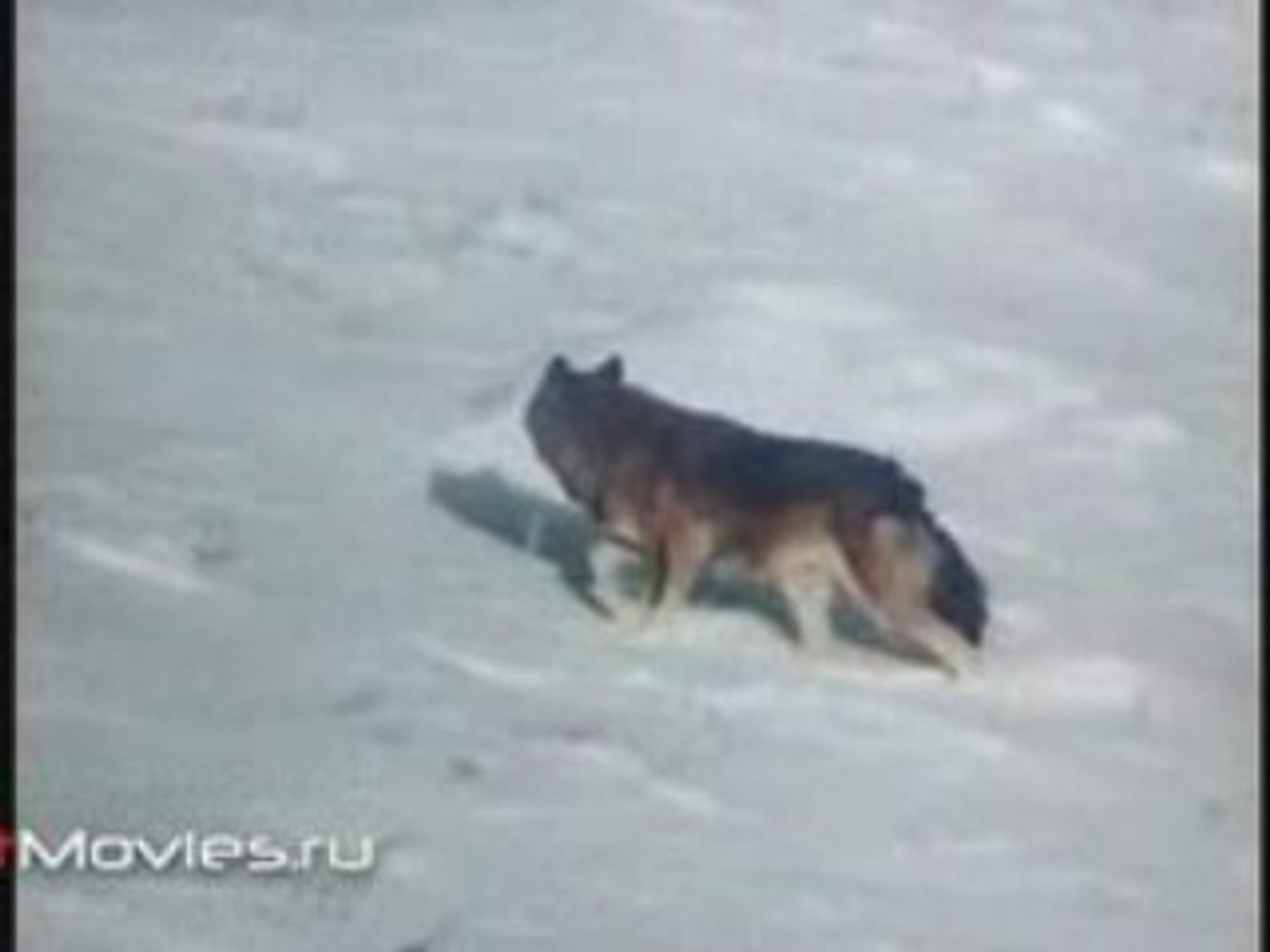 В объективе животные. Волчья семья